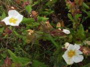 Cistus clusii  (carpazo)